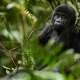 short-gorilla-trekking-tours-in-uganda