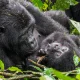 gorilla-trekking-tours-in-uganda-all-you-need-to-know