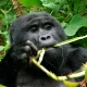 rwanda-vs-uganda-which-country-offers-the-better-safari