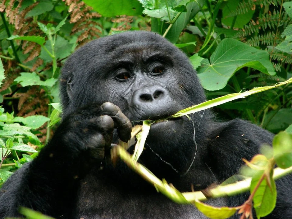 mountain-gorilla-vs-chimpanzee-trekking-in-uganda-rwanda