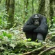chimpanzee-trekking-in-uganda-the-ultimate-guide