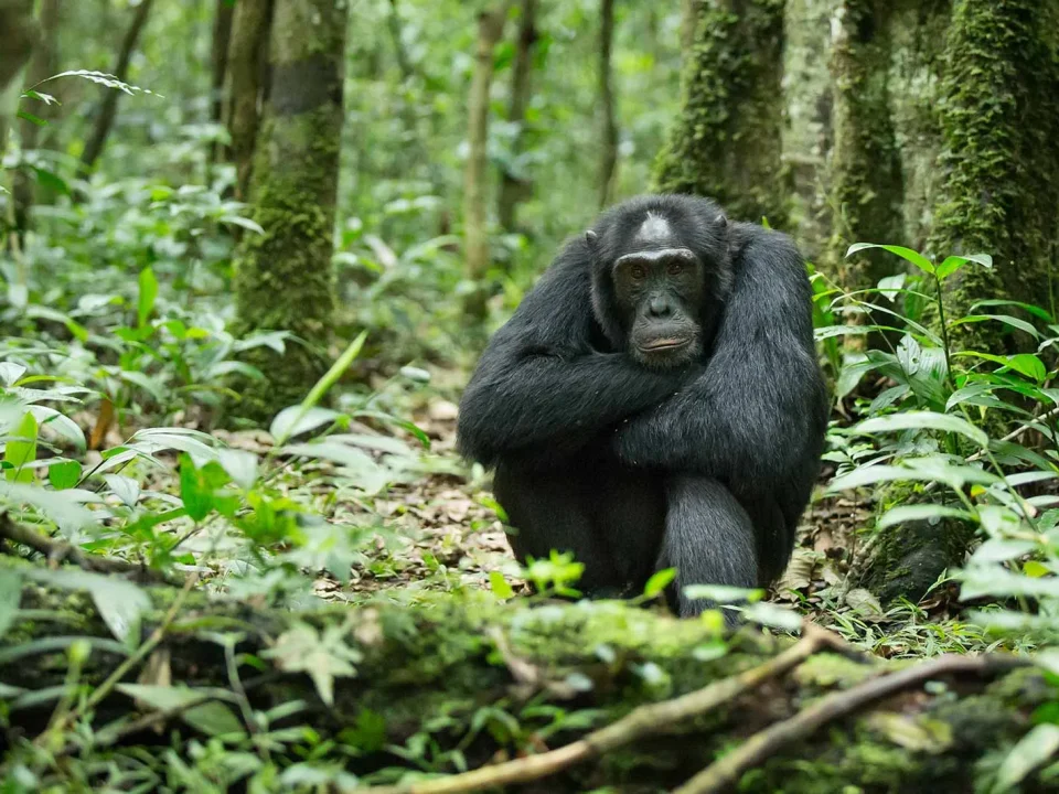 chimpanzee-trekking-in-uganda-the-ultimate-guide