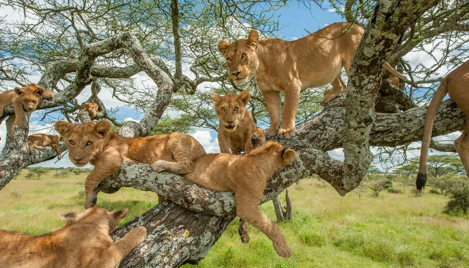 tree-climbing-lions-tour-in-uganda