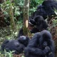 kibale-and-bwindi-chimpanzee-and-gorilla-safari-combo