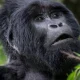 gorilla-trekking-transfers-from-kigali-to-bwindi