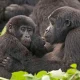 how-to-book-a-gorilla-trekking-permit-in-uganda