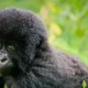 weekend-short-gorilla-trips-in-uganda-from-kigali