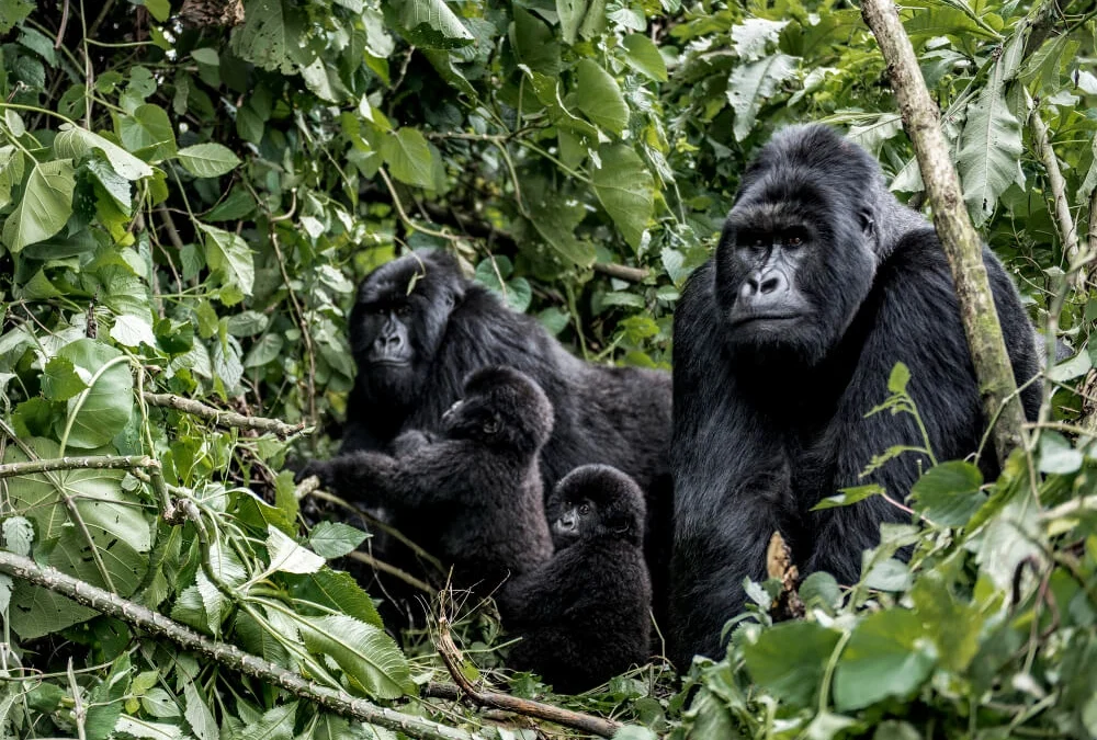 gorilla-trekking-safari-checklist-for-travelers