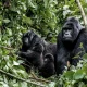 gorilla-trekking-safari-checklist-for-travelers