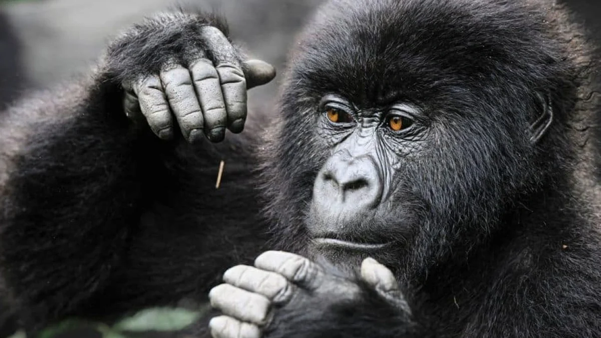 what-wildlife-can-you-see-in-rwanda-beyond-gorillas