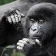 what-wildlife-can-you-see-in-rwanda-beyond-gorillas