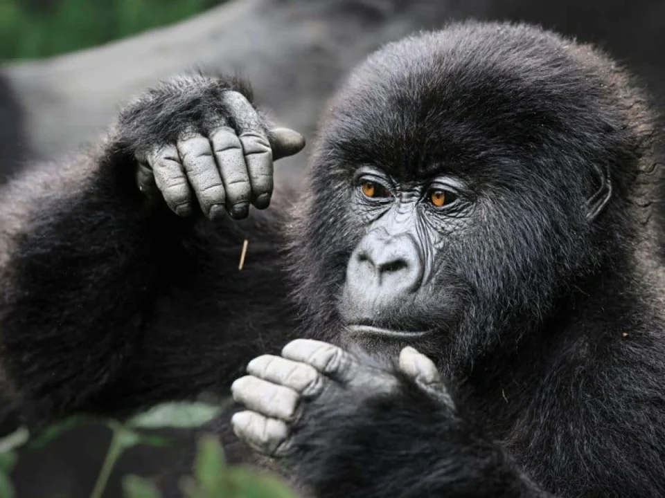 what-wildlife-can-you-see-in-rwanda-beyond-gorillas