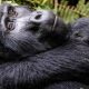 is-uganda-better-than-kenya-for-safari