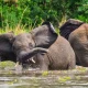 3-days-murchison-falls-safari-itinerary-from-kampala