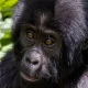 uganda-and-rwanda-combined-safari-the-perfect-10-day-itinerary