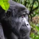 what-happens-during-a-gorilla-trekking-experience