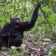 kibale-forest-chimpanzee-trekking-tour