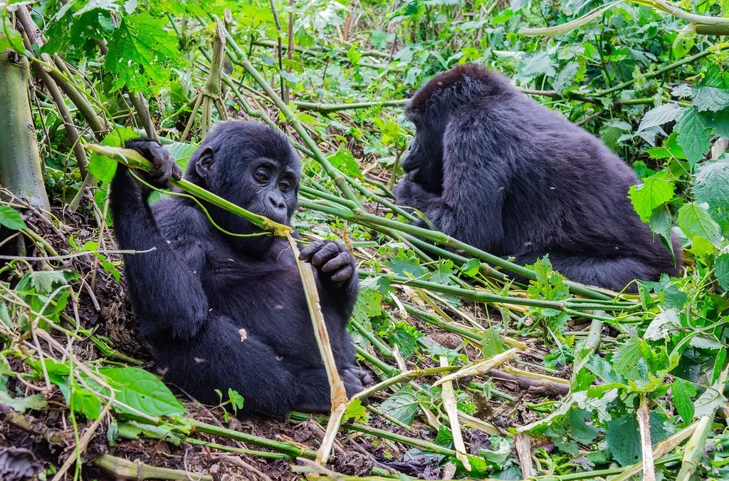 bwindi-gorilla-trekking