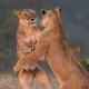 explore-bwindi-volcanoes-queen-elizabeth-national-park-safaris