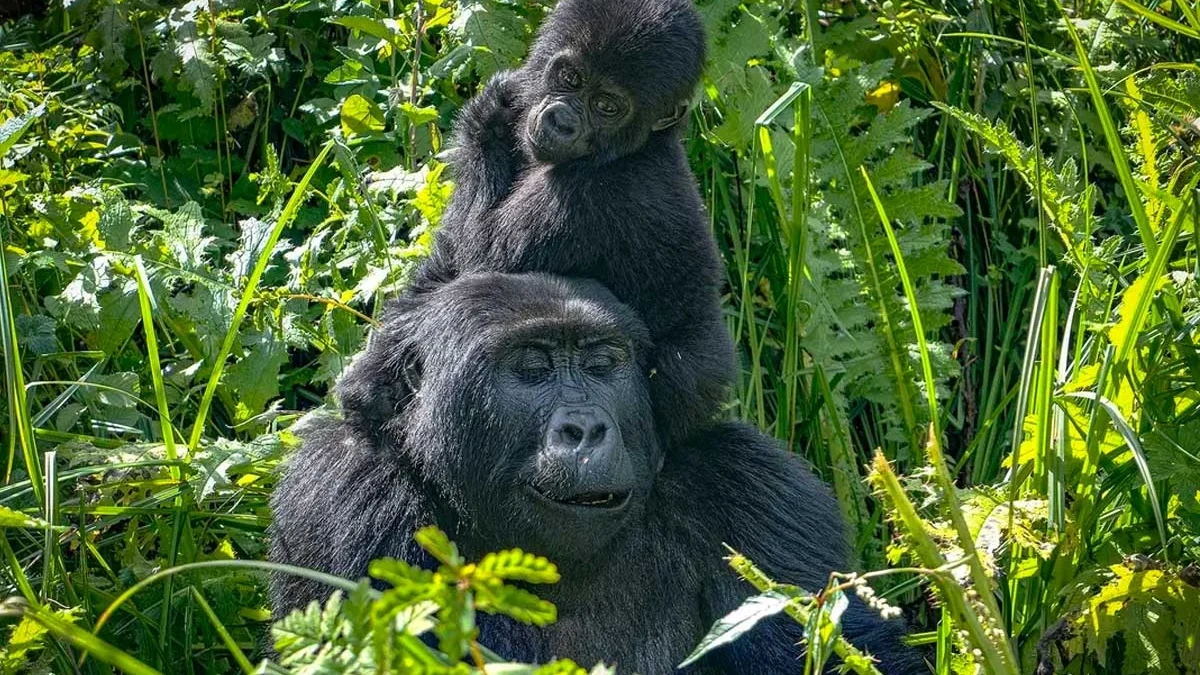 uganda-gorilla-trekking-vs-wildlife-safari