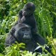 uganda-gorilla-trekking-vs-wildlife-safari