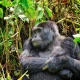 best-time-for-gorilla-trekking-in-rwanda