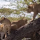 big-five-safari-experiences-in-uganda