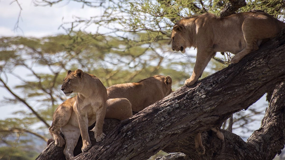 big-five-safari-experiences-in-uganda