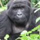 how-much-does-a-gorilla-safari-in-mgahinga-cost-from-kigali