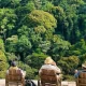 ultimate-guide-to-gorilla-trekking-in-bwindi-impenetrable-forest