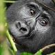 uganda-gorilla-trekking-safari-via-rwanda
