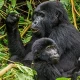 gorilla-trek-transfers-from-kigali-to-bwindi-national-park