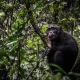 nyungwe-forest-chimp-tracking-in-rwanda