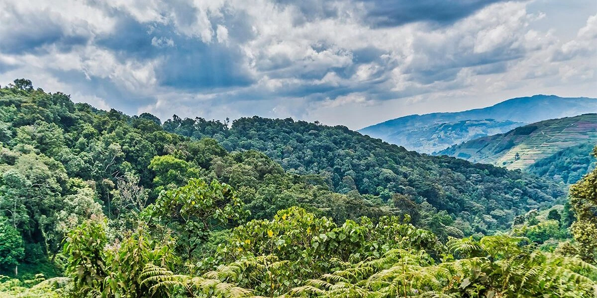 flying-vs-driving-to-bwindi