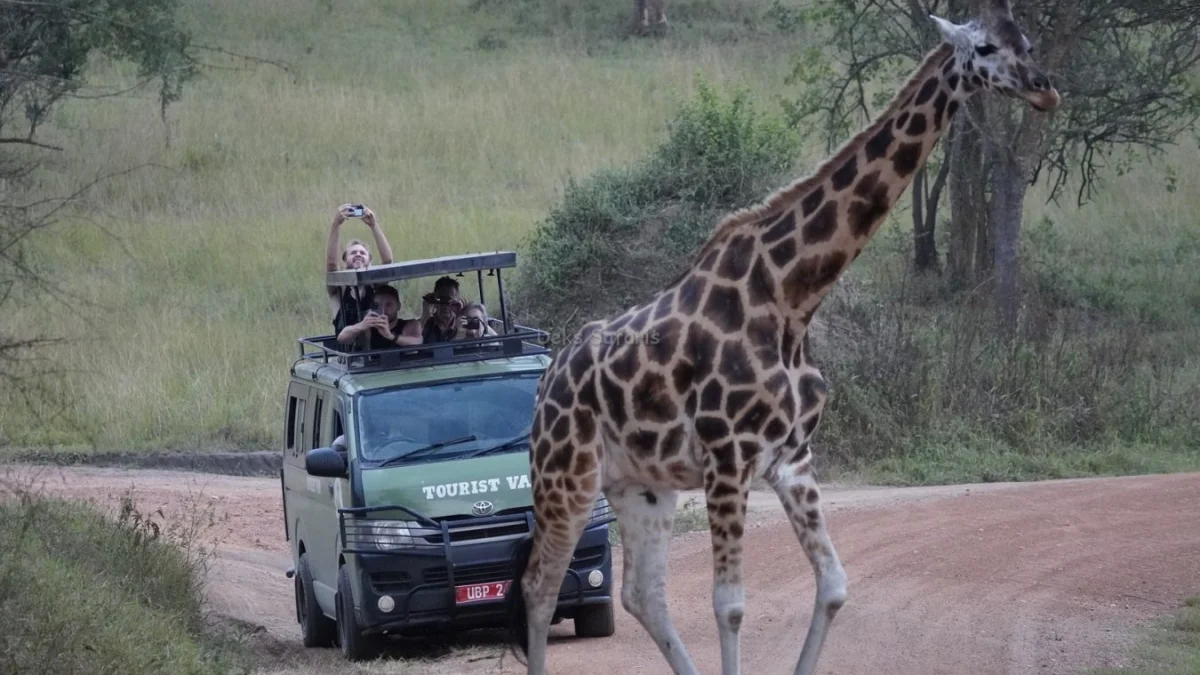 uganda-big-five-safari-combined-with-chimpanzee-tracking