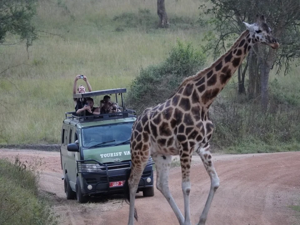 africa-safari-packages