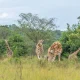 5-day-uganda-safari-including-murchison-falls-national-park