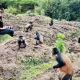 golden-monkey-tracking-in-rwanda
