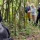 how-much-does-gorilla-trekking-from-rwanda-to-uganda-cost