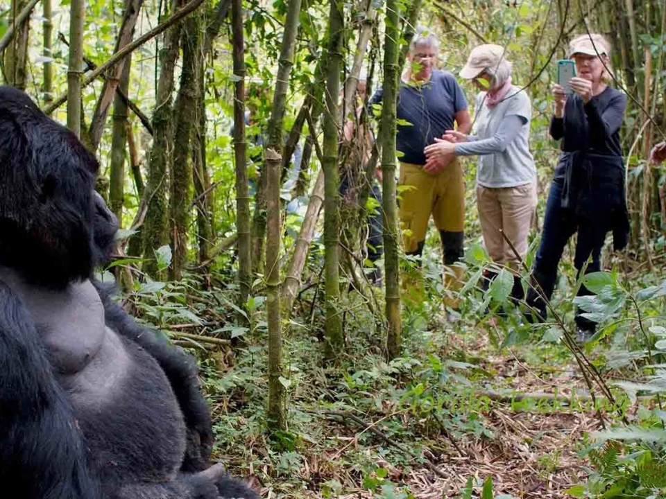how-much-does-gorilla-trekking-from-rwanda-to-uganda-cost