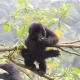 2-days-gorilla-trekking-uganda-from-kigali-is-it-possible