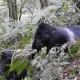 how-fit-do-you-need-to-be-for-gorilla-trekking-in-bwindi