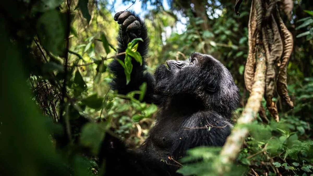 how-much-does-gorilla-trekking-tour-cost-in-rwanda