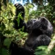 how-much-does-gorilla-trekking-tour-cost-in-rwanda