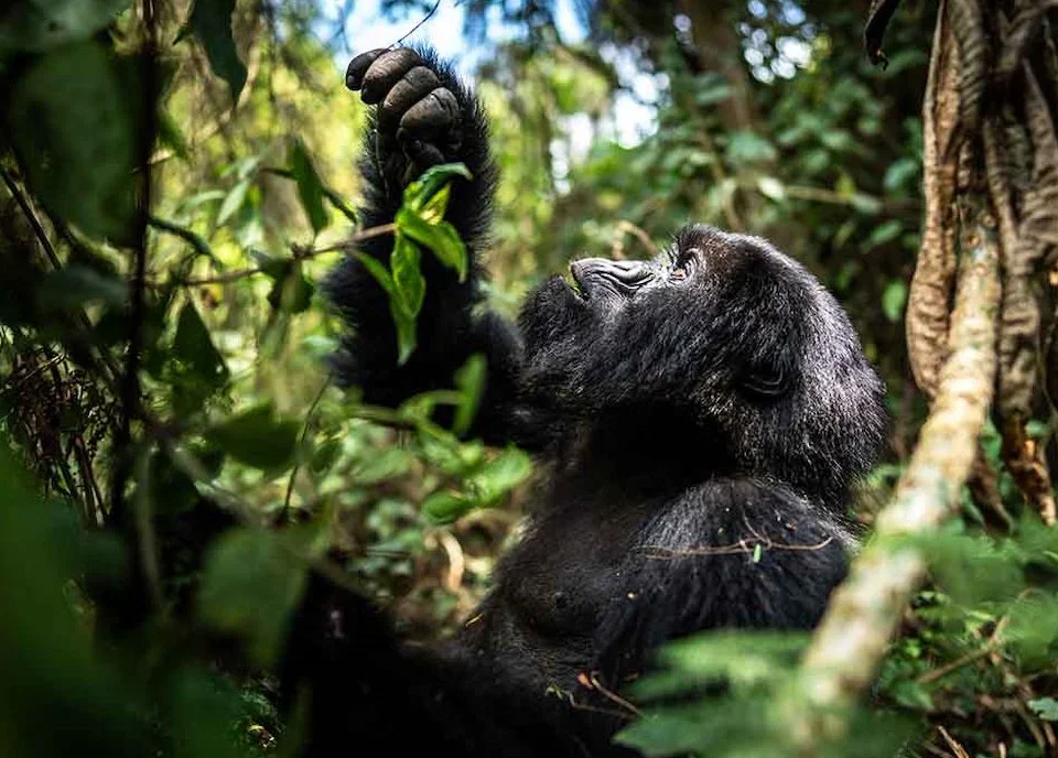 how-much-does-gorilla-trekking-tour-cost-in-rwanda