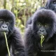 how-are-mountain-gorillas-protected-in-uganda-and-rwanda