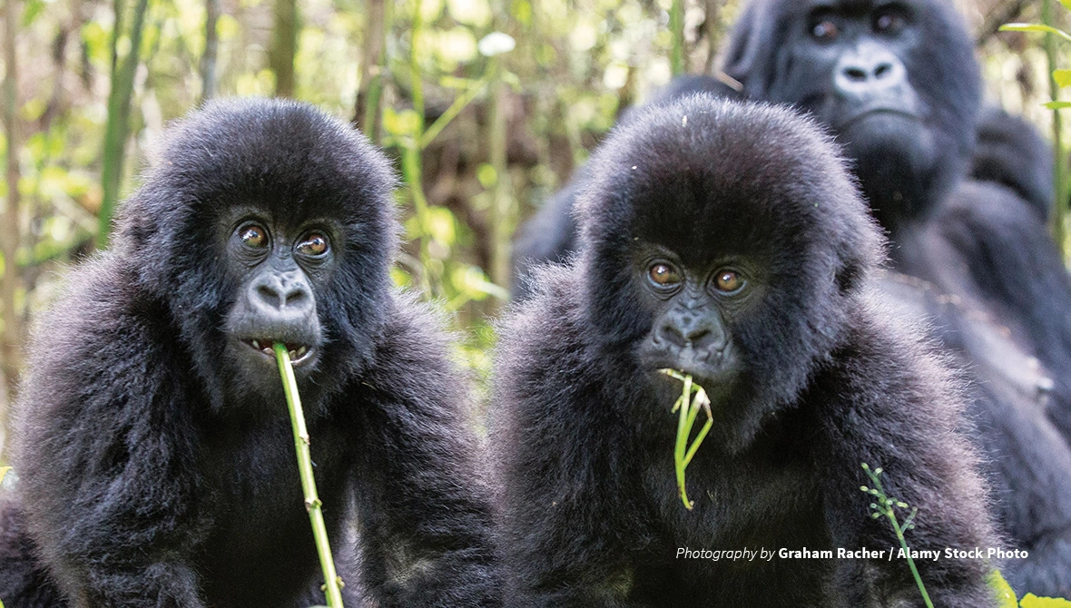 how-are-mountain-gorillas-protected-in-uganda-and-rwanda