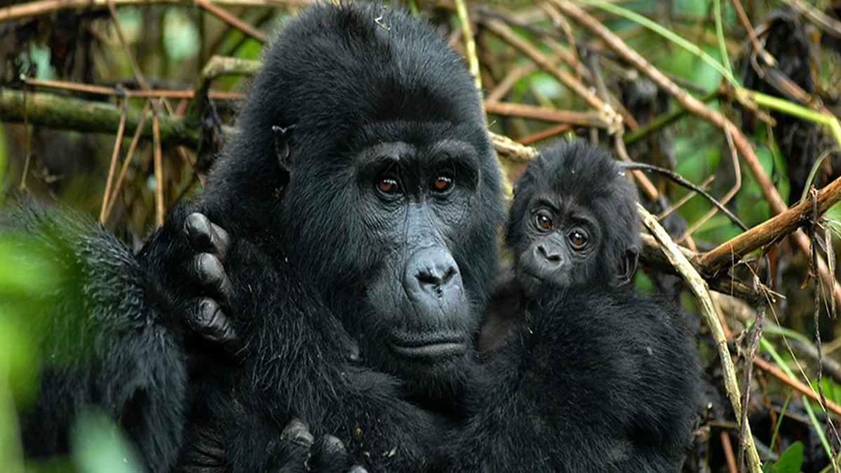 how-to-combine-gorilla-and-chimp-trekking-in-one-uganda-trip