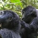 why-bwindi-impenetrable-forest-is-famous