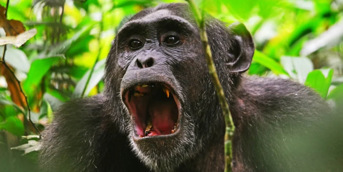 why-kibale-forest-is-africas-best-chimpanzee-tracking
